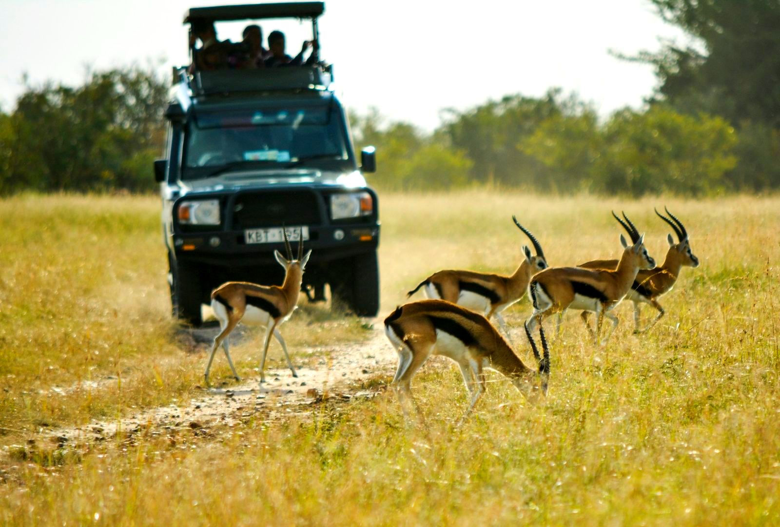 Tu Primer Safari en África: Qué Esperar en Kenia y Tanzania
