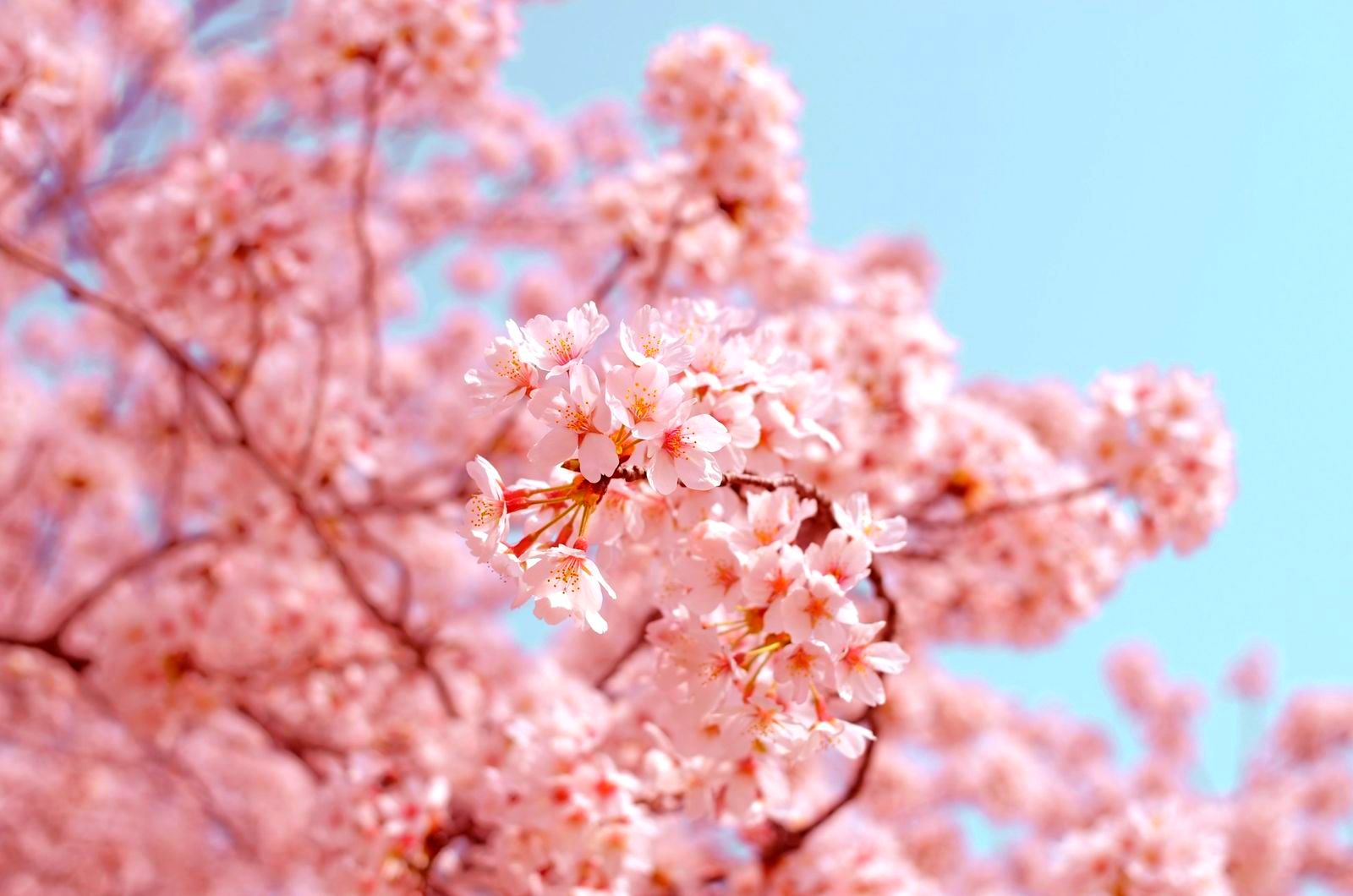 Japón: Temporada de Cerezos