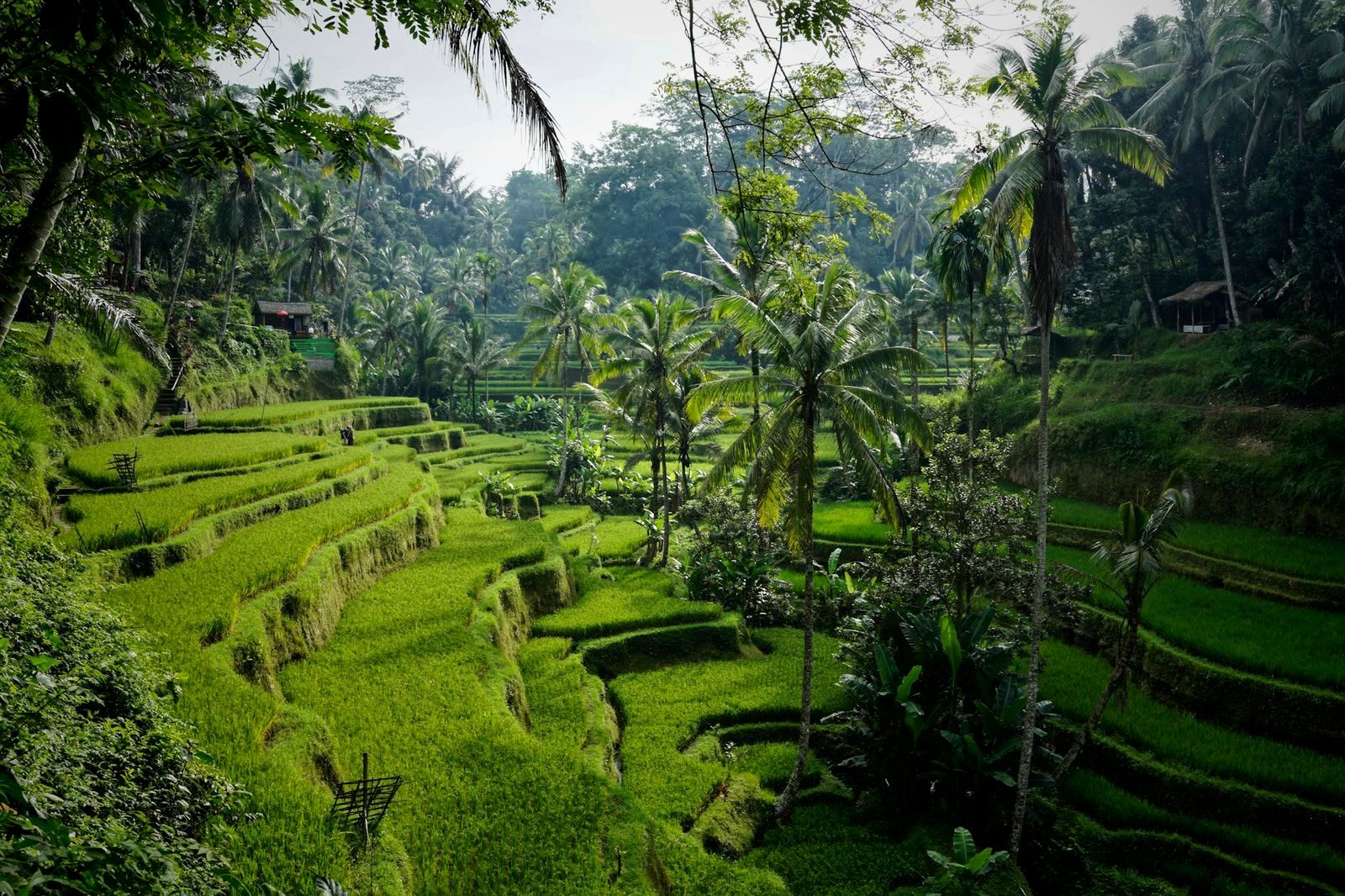 Indonesia: Bali y Java