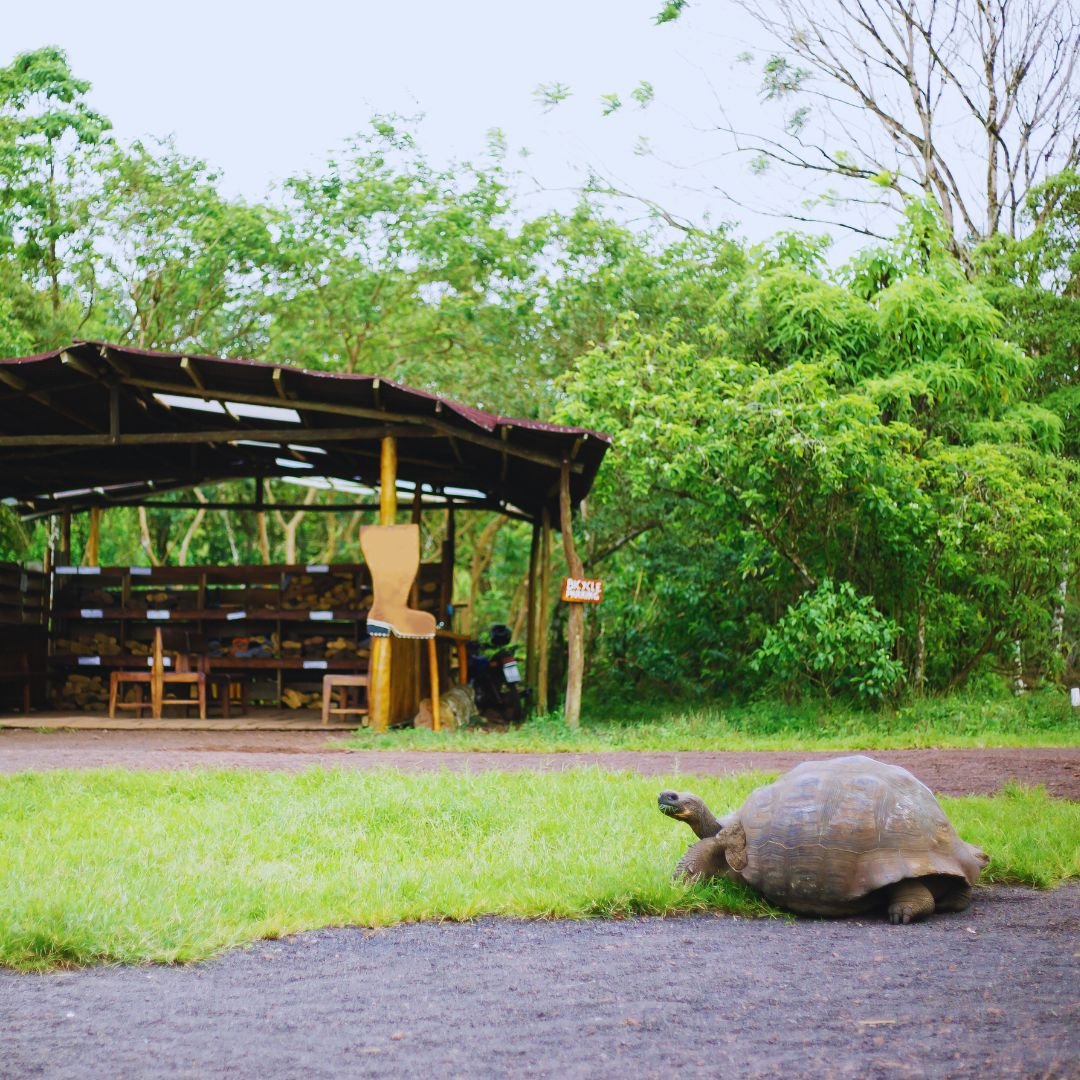 Galápagos a tu Alcance: 7 Días