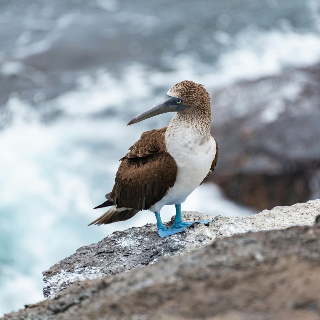 Galápagos a tu Alcance: 9 Días